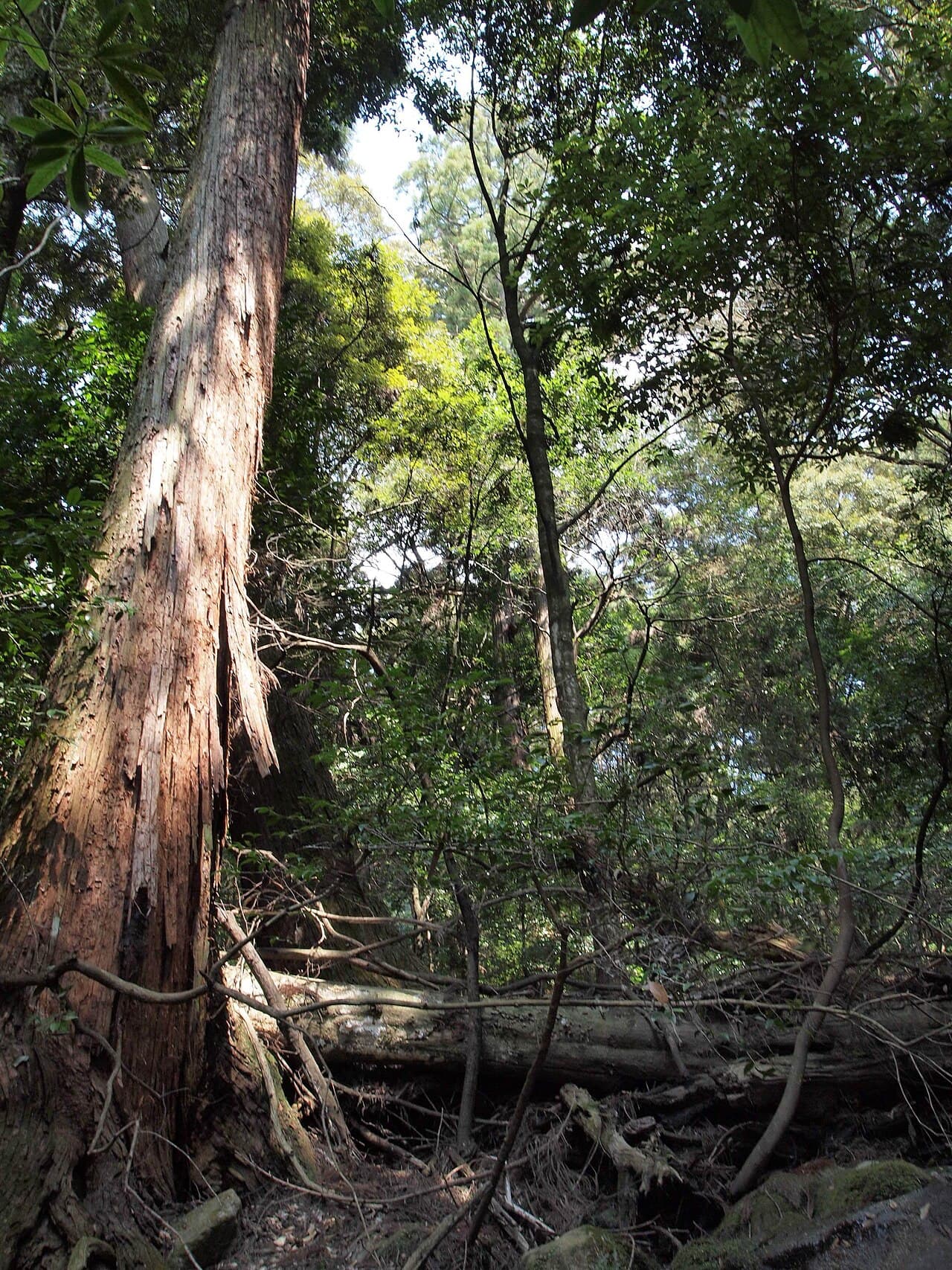 Mount Kasuga Primeval Forest β Nature in Nara