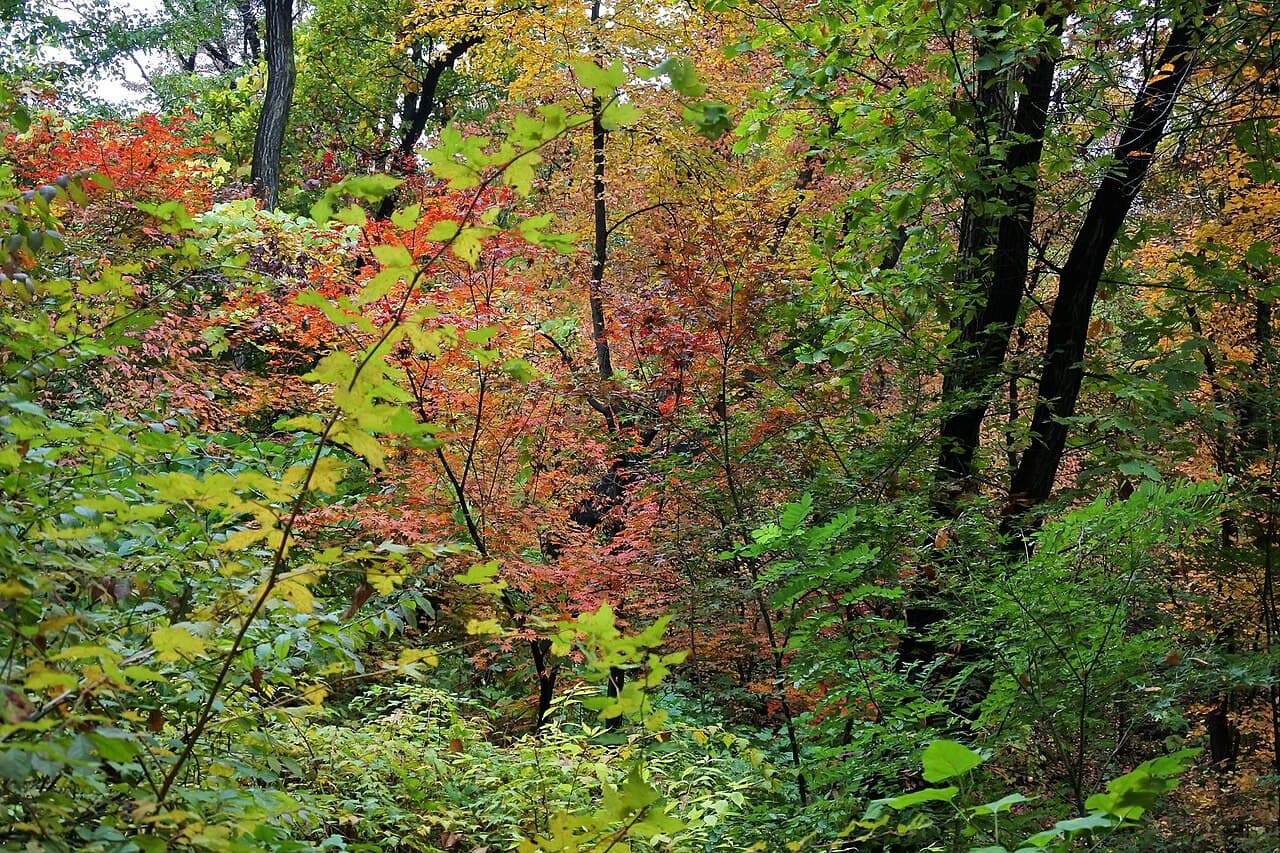 Namsan Park β Nature in Seoul