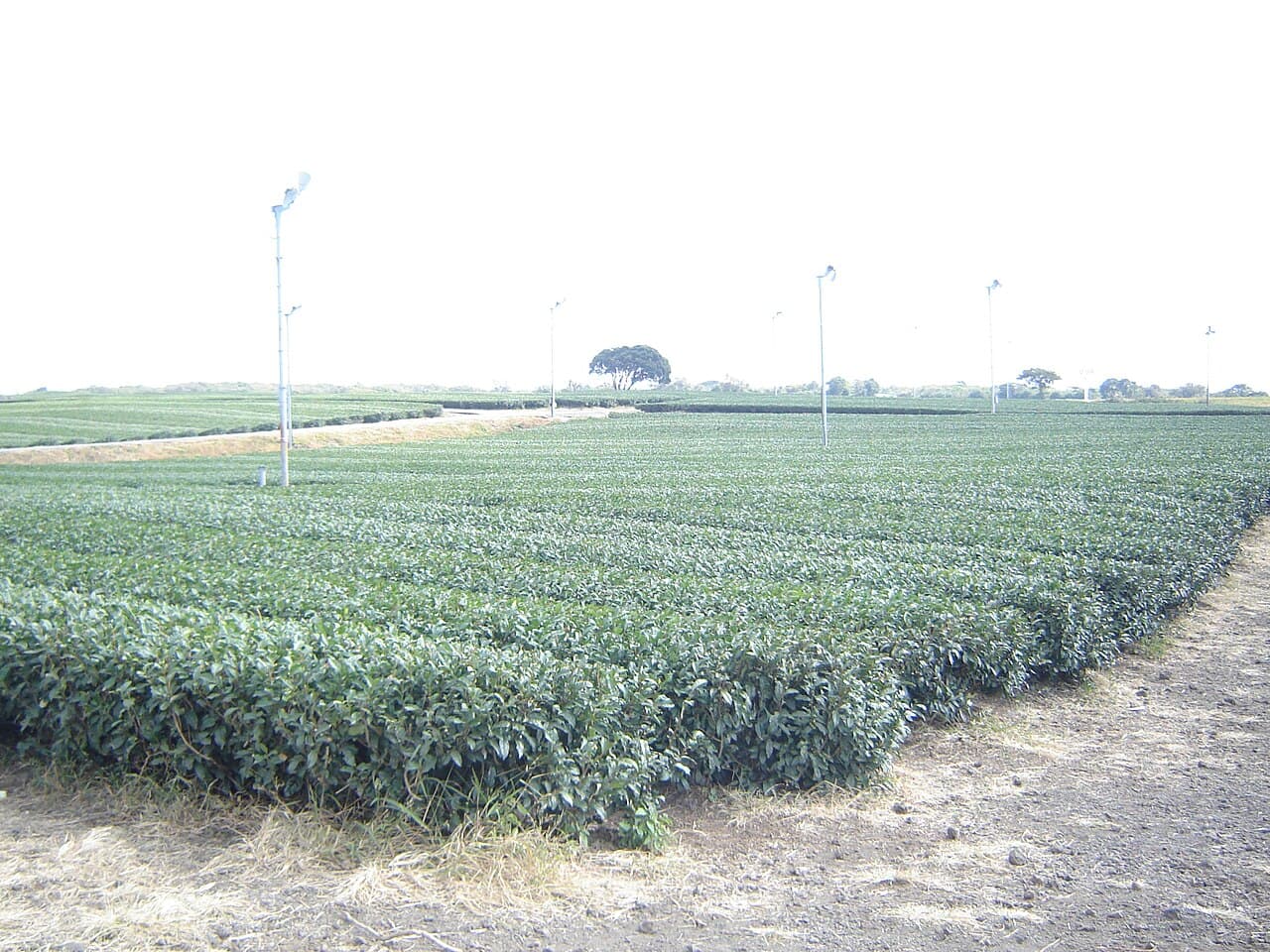 O'sulloc Tea Museum β Culture in Jeju