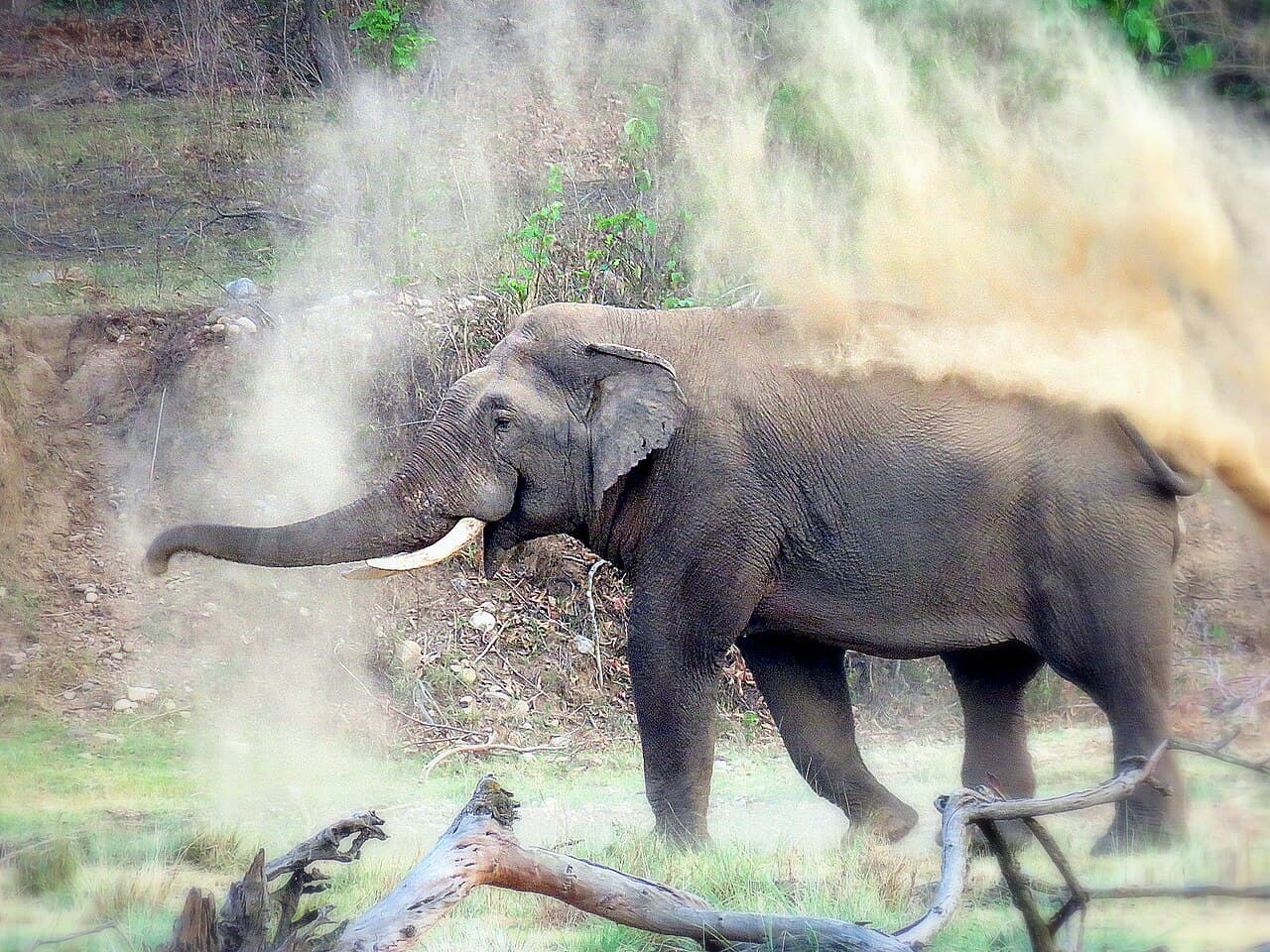 Rajaji National Park β Nature in Rishikesh