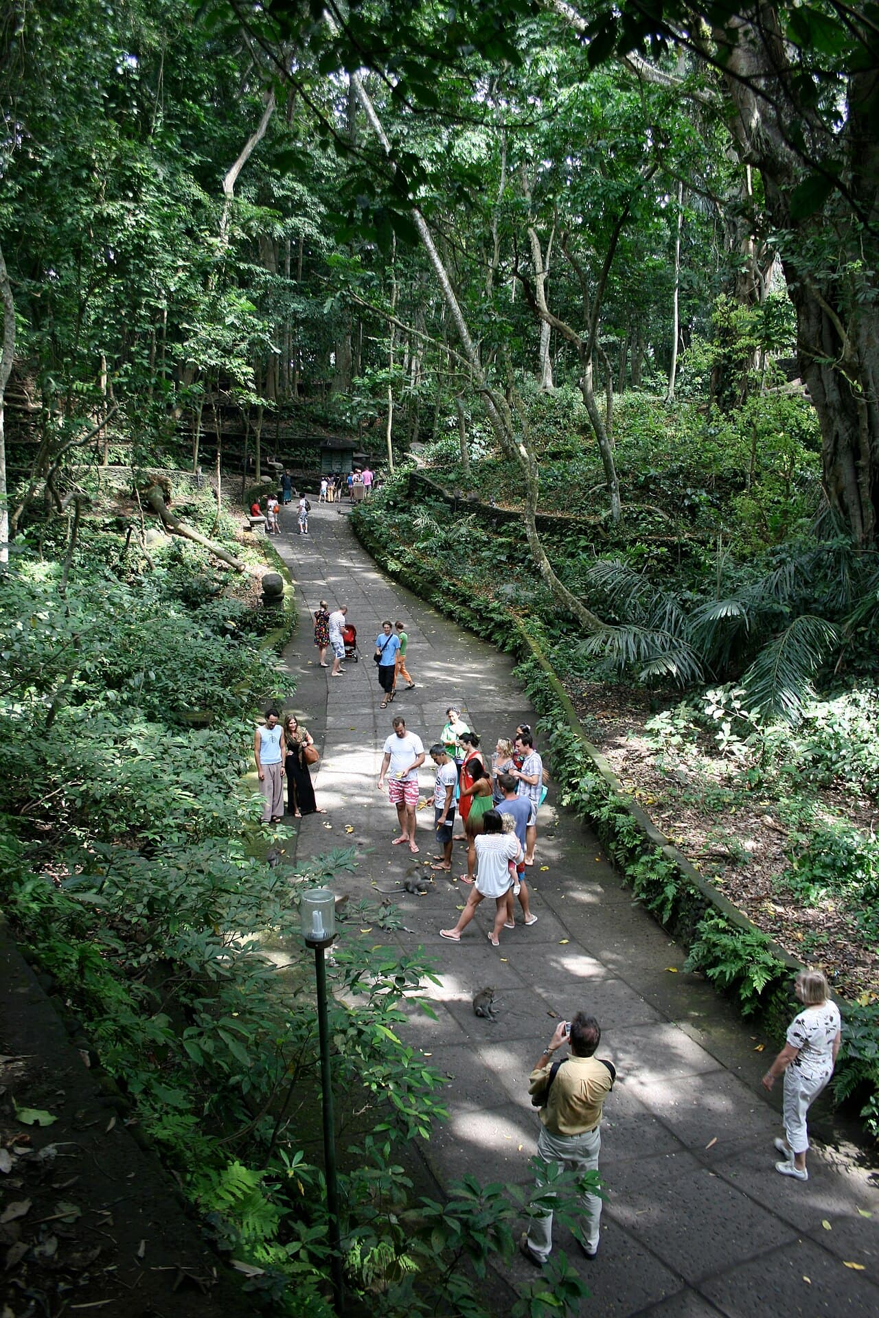 Sacred Monkey Forest Sanctuary β Nature in Bali