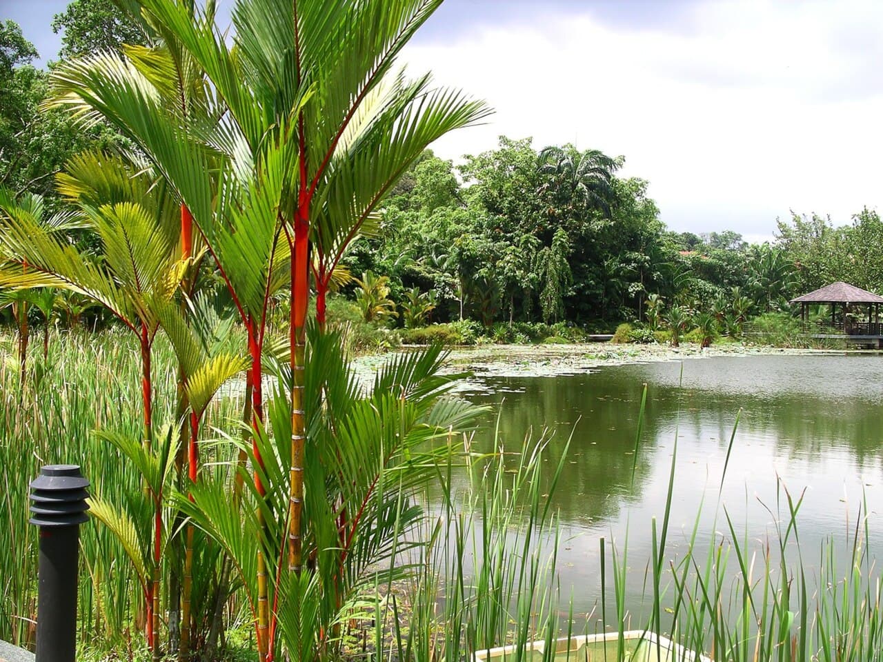 Singapore Botanic Gardens β Nature in Singapore